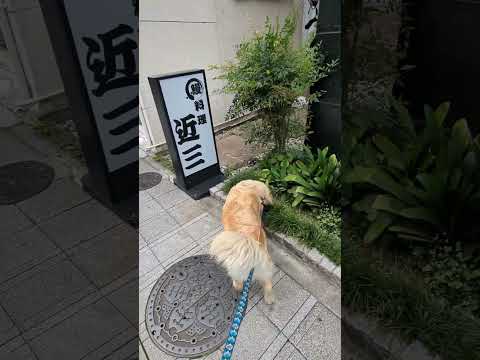 東京でのゴールデンレトリバーと過ごすリラックスした日常 サムネイル