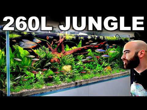 260L Aquarium Build: MINDBLOWING Jungle Community Tank (NO CO2 Aquascape Tutorial)