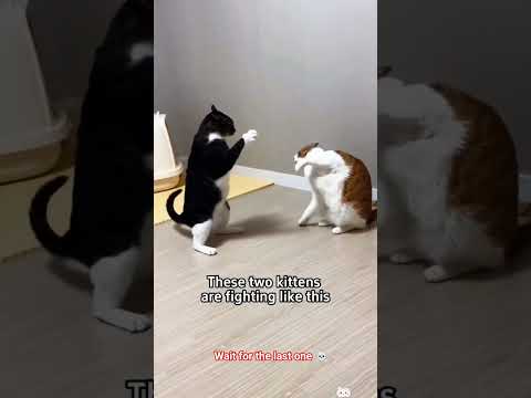 Cate Fighting Skills ☠️ #cats #catlovers #funnycat #catedits #catshorts
