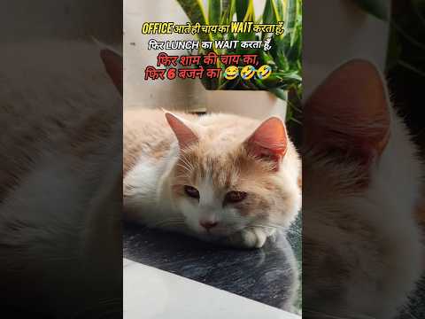 CAT FUNNY VIDEO I BILLI #shorts #cat #kitten #ytshorts #funny