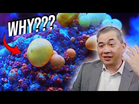 What Makes Corals Bounce? Bounce corals are some of the most eye-catching and bizarre specimens in the reef aquarium hobbybut 