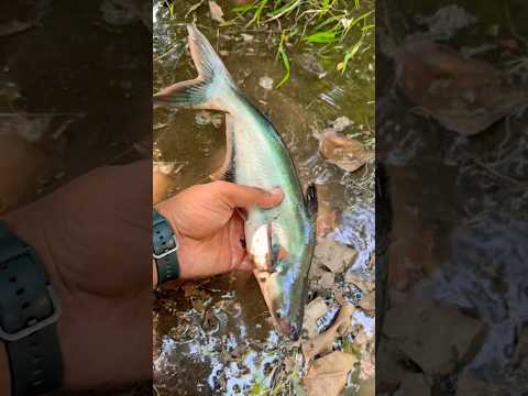 I find in new viral fish 🎣😮 !! #fishing #fish #trendingshorts #viralshort #viralfishing