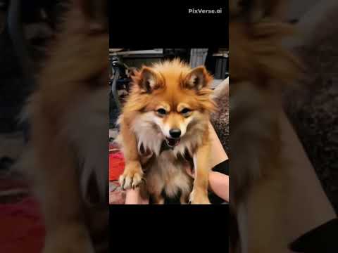 #pomeranian #pompom #pomstagram #werewolf #halloween #halloween2025 #ai #aivideo