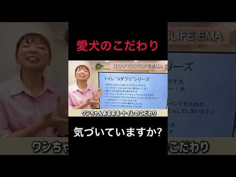 【犬 トイレトレーニング】トイレがうまく教えられない理由はこれかもしれない！犬のしつけエマ犬アカデミー【犬のしつけ＠横浜】 #子犬しつけ #横浜しつけ教室 #トイレトレーニング