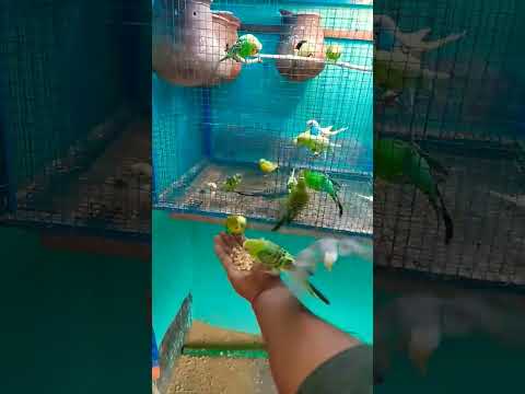 Flying budiges slow motion