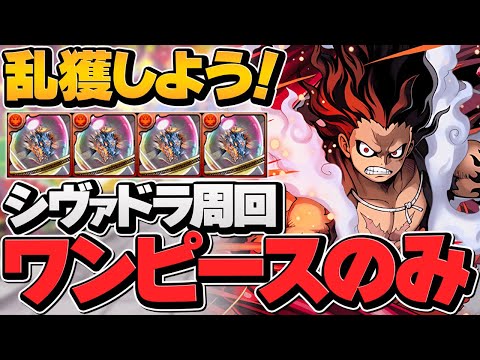 ルフィループでシヴァドラ周回！ワンピースキャラのみ！3日間で絶対に作ろう！【パズドラ】