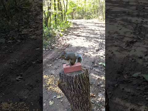 Up Close with a Squirrel Eating an Acorn | Peaceful Wildlife Encounter in Nature #shorts