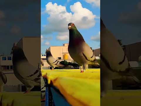 " ALL PIGEON FANCIER CAN UNDERSTAND" ✌️🕊️❤️❤️❤️ #ganeloft039 #like #share #support