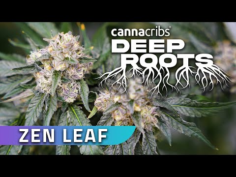 San Diego Cannabis with Zen Leaf (Deep Roots)