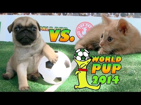 World Pup - Pug Puppies vs. Adorable Kittens - UCPIvT-zcQl2H0vabdXJGcpg