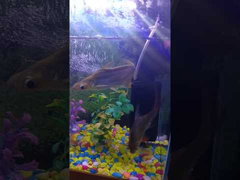 #fish #monsterfish #fishing #new #trending #viral 🦈🐟🐳🐋🐬🙏🙏