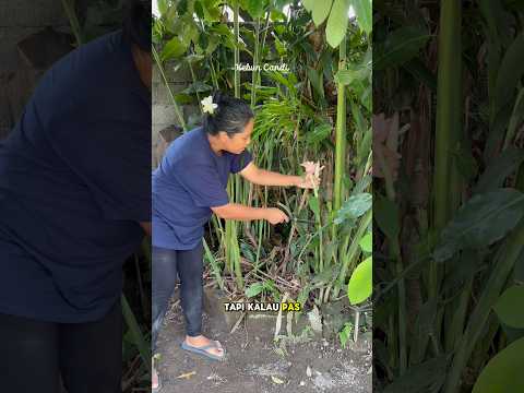 Jangan anggurin kecombrang di kebun, coba bikin nasi goreng kecombrang, sedepp #masak #kebun #garden