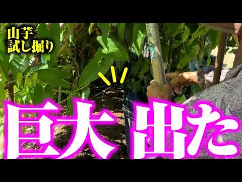 【大きすぎ】今年の山芋大豊作の予感【つくね芋】【ムカゴ】【山芋】