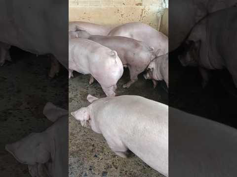 Ngày 12/10: miền Bắc giảm nhẹ:50-53,MT:49-52,MN:53-55, CPMB:56, CPMN:57,5