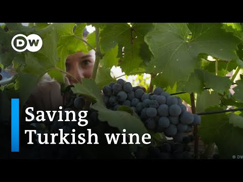 Is Erdogan killing Turkey's storied winemaking tradition | Focus on Europe