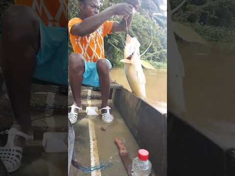 Fishing 🎣 is My life style#viral #fishing