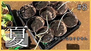 【第8話】白米王国に夏がきました〜フラグ回収〜【 #白米王国プロジェクト 】