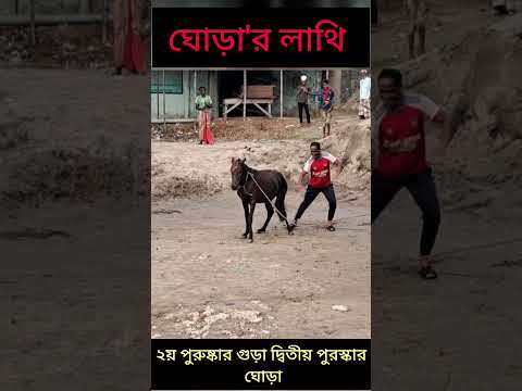 ঘোড়া লাথি দিল মালিক কে 🤣🤣 #funny #youtubeshorts #funniestvideo #horse