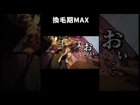 犬の動画サムネイル - 換毛期MAX