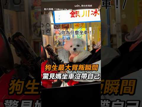 【公主不服】狗生最大背叛瞬間  驚見媽坐車沒帶自己｜狗狗｜坐車｜背叛｜碎碎唸