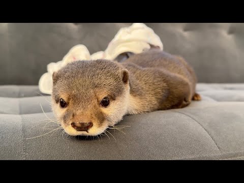 飼い主のそばでカワウソが寝続けている動画 Video of otter keeps sleeping near me