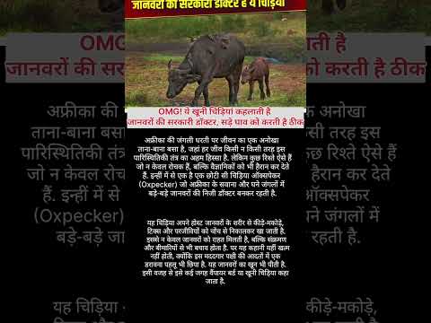 OMG! ये खूनी चिड़ियां😯😯#shorts #viralvideo #factvideo