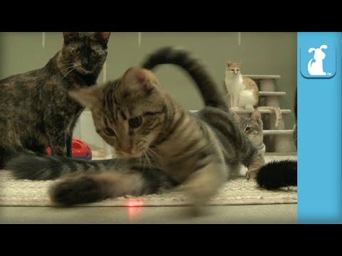 Kittens FREAK OUT for Laser Pointer! It's their FIRST TIME! - Kitten Love - UCPIvT-zcQl2H0vabdXJGcpg