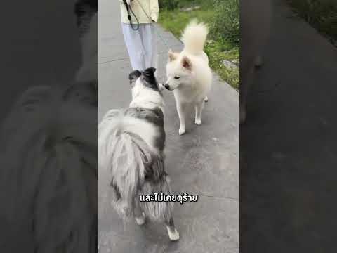 อย่าไว้ใจหมาของคุณ #สัตว์โลกน่ารัก