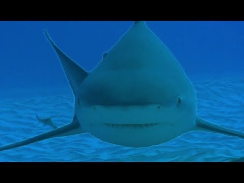 Diving with Dangerous Bull Sharks - Deadly 60 - Series 3 - BBC - UCwmZiChSryoWQCZMIQezgTg