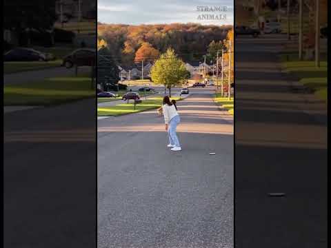 A dog that saves a runaway pram!