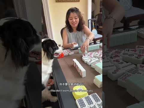 軟軟打麻將會遇到威脅!本該胡牌的結果你想像不到 #邊牧打麻將 #games #邊牧軟軟 #pets #邊牧