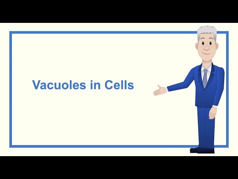 A Level Biology Revision “Vacuoles in Cells”