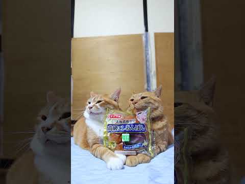 高級こしあんぱんと愛らしい猫のコラボレーション動画 サムネイル