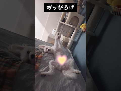 とんでもない格好で寝てる犬😂  #かわいい #犬