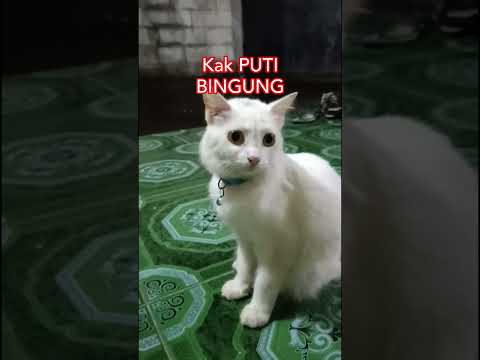 Kak PUTI BINGUNG#cat #kucing #kucinglucu #cats #catshorts