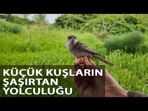 8 Gram Bir Kuş, Karadeniz’i Bir Gecede Geçebiliyor