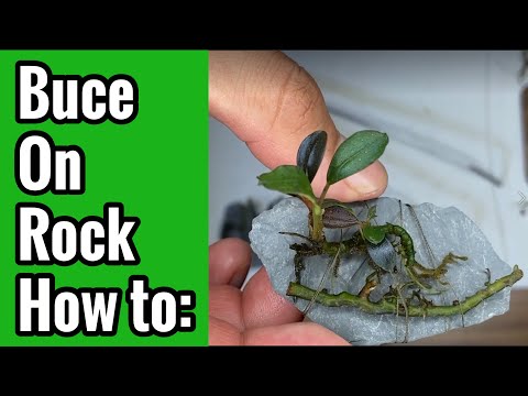 Bucephalandra on Rock How to attach Bucephalandra to rocks. 

Today I will show my easy method of attaching bucephalandra 