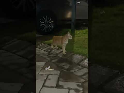 Kucing Puman Nyalahkan Mata Lagi #cat #貓咪日常 #cute #nizamkucinglucu #kitten #youtubeshorts #shorts