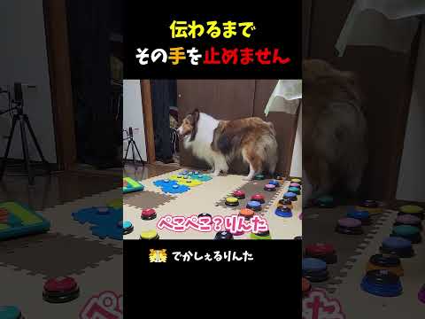 伝わるまでその手を止めません【会話ボタンでしゃべる犬】 #shorts #犬
