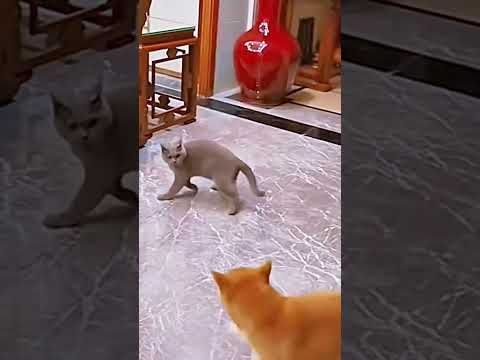 Tao mà thua mày sao #dog #cat #dogmemes #catmemes #viral #fyp