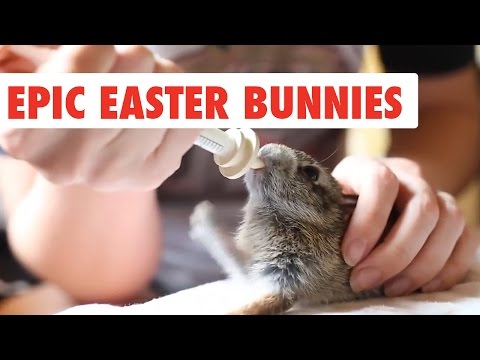 Epic Easter Bunnies | Funny Pet Video Compilation 2017 - UCPIvT-zcQl2H0vabdXJGcpg