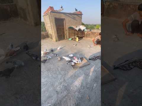 Kabutar 🕊️ lover #love #music #remix #kabootarba #facts #viral #automobile #comedy #facts