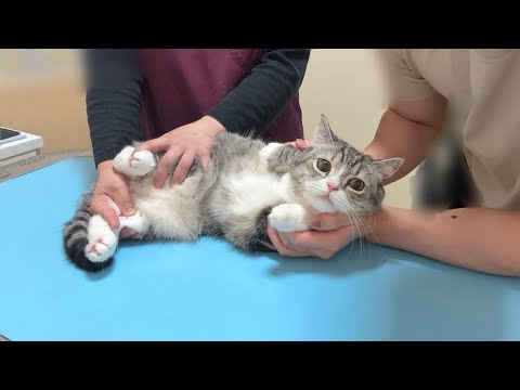 病院の注射が大嫌いな猫が診察台で震えてこうなっちゃいました…