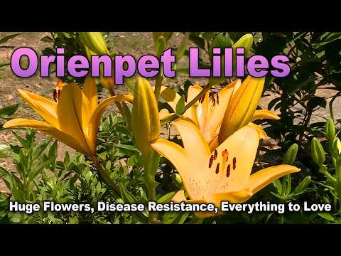 Stunning Orienpet Lilies: Easy Perennial with Giant Flowers