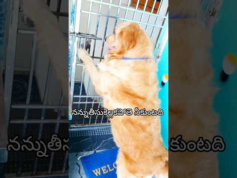ఎల ఎక్కి🐕తీస్తున్నాడో🤣🤣/#pets #cuteanimal #trending
