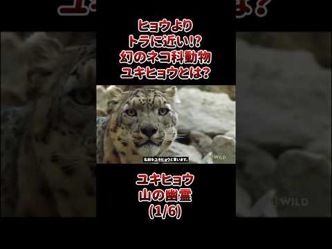 ヒョウよりトラに近い!?幻のネコ科動物ユキヒョウとは？