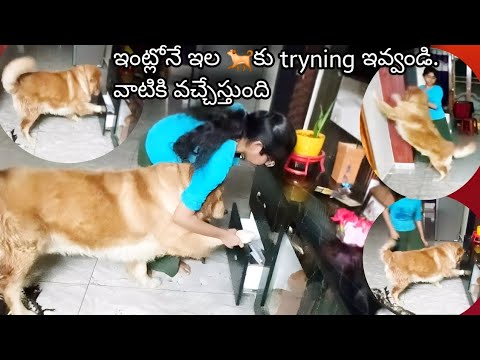 మీ🐕కుక్కలకు కూడ ఇల ఇంట్లోనే🐵నేర్పించండి./@nageswarakka @RowdyVicky08 