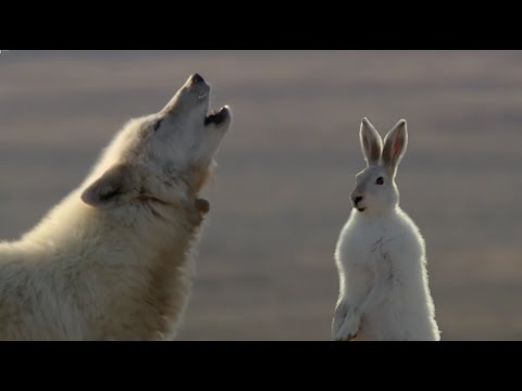 Wolf Pack Hunts A Hare - The Hunt - BBC Earth - UCwmZiChSryoWQCZMIQezgTg