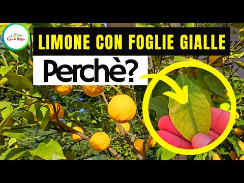 Perché uso il ferro ai LIMONI? Il limone con foglie gialle può identificare una carenza di ferro.