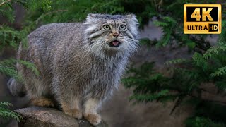 【Pallas cat】Otocolobus manul マヌルネコ